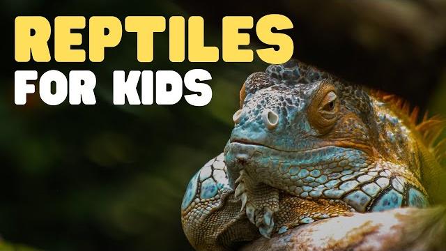 Reptiles for kids | what is a reptile? learn all about reptiles and their characteristics Reptiles for kids | what is a reptile? learn all about reptiles and their characteristics