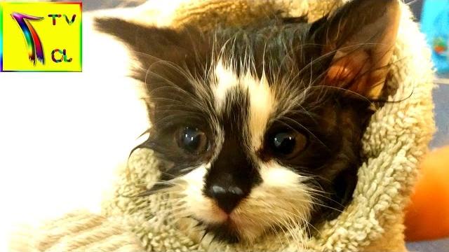 Котенок застрял в липучке от мышей. купаем кошку . Котенок застрял в липучке от мышей. купаем кошку .