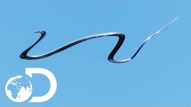The amazing paradise flying snake | wildest islands of indonesia The amazing paradise flying snake | wildest islands of indonesia