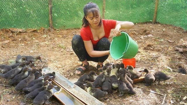 Full video: 200 days building farm life, raising geese, building yard | free bushcraft Full video: 200 days building farm life, raising geese, building yard | free bushcraft