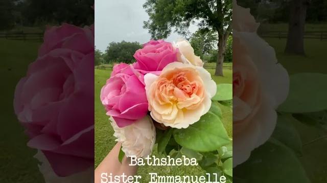 David austin roses bathsheba, evelyn & then sister emmanuelle #davidaustinroses #heirloomroses David austin roses bathsheba, evelyn & then sister emmanuelle #davidaustinroses #heirloomroses