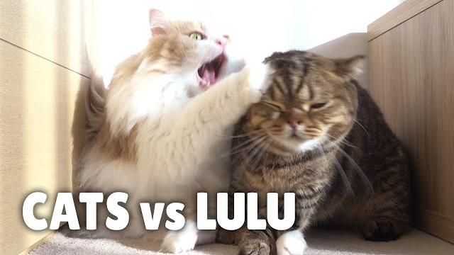 Cats vs lulu | kittisaurus Cats vs lulu | kittisaurus