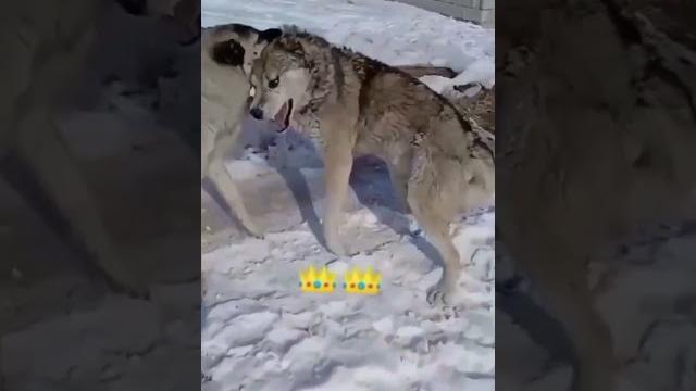 Кангал бурига карши️ Кангал бурига карши️