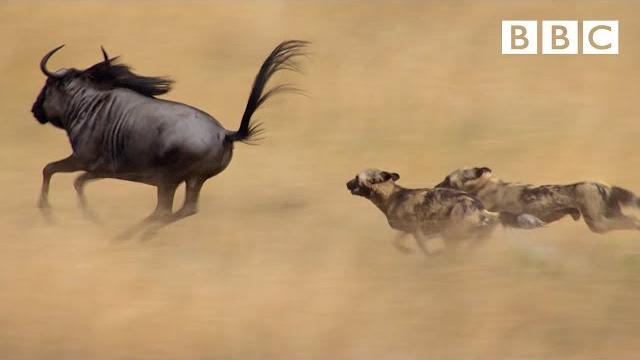 The power of the pack! wild dogs' amazing relay hunting strategy | life story - bbc The power of the pack! wild dogs' amazing relay hunting strategy | life story - bbc