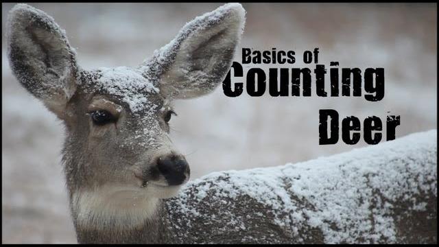 Basic sampling techniques - counting deer Basic sampling techniques - counting deer