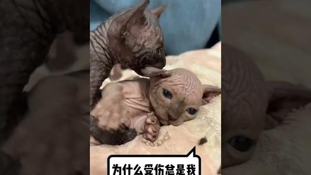 【奧斯卡和糖糖姐】為什麼受傷的總是六六~ 【奧斯卡和糖糖姐】為什麼受傷的總是六六~