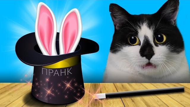 Смешные пранки для котов фокусами ! 6 трюков чтобы удивить друзей! новые приколы с котами Смешные пранки для котов фокусами ! 6 трюков чтобы удивить друзей! новые приколы с котами
