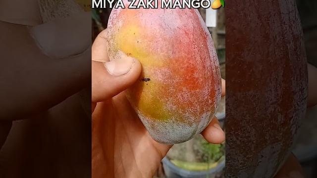 Live japanese mango cutting #viral #shorts Live japanese mango cutting #viral #shorts