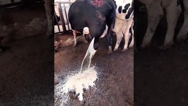 Cows in the village #shorts Cows in the village #shorts