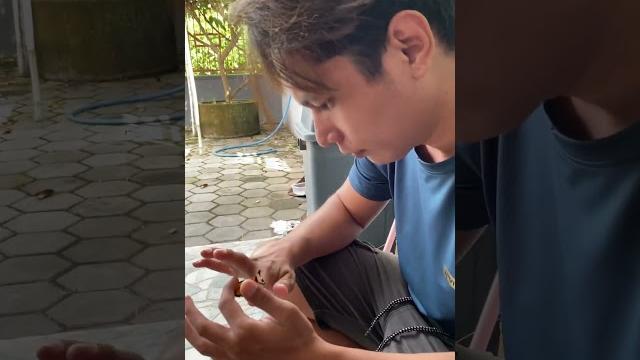 Lagu halu dangdud version ochi alvira, diva hani Lagu halu dangdud version ochi alvira, diva hani