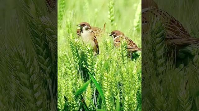 麻雀 麻雀