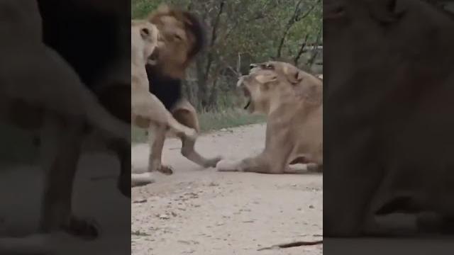 Royal clash: a group of lionesses battle a mighty lion ". #italyguidedtours #adoptdontshop Royal clash: a group of lionesses battle a mighty lion ". #italyguidedtours #adoptdontshop