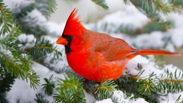 Beautiful relaxing hymns, peaceful instrumental music, "songbird morning sunrise" by tim janis Beautiful relaxing hymns, peaceful instrumental music, "songbird morning sunrise" by tim janis