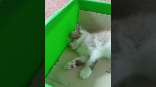Kucing neo kecapean tidur pulas #shorts Kucing neo kecapean tidur pulas #shorts