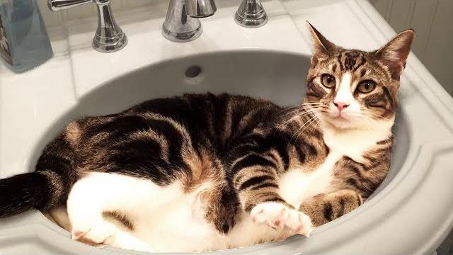 Cute and funny cat videos to keep you smiling! Cute and funny cat videos to keep you smiling!