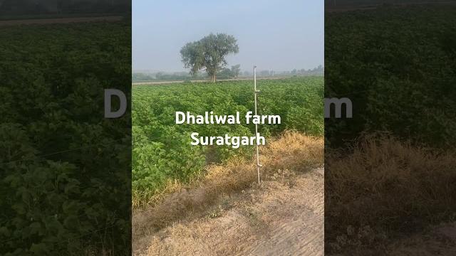 Dhaliwal farm suratgarh Dhaliwal farm suratgarh