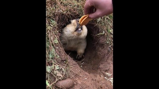 土拨鼠与铜锣烧 土拨鼠与铜锣烧