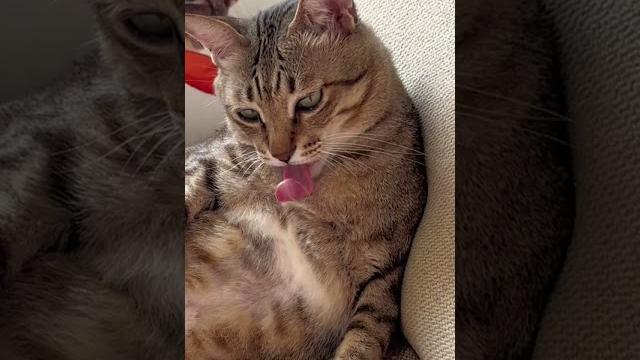 天哪……猫的舌头有多长有点吓人? 天哪……猫的舌头有多长有点吓人?