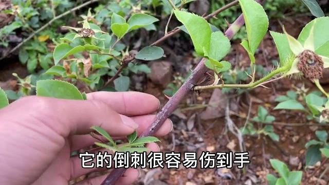 山里常见的“金樱子”,没想到价值那么高?好多人不知它是宝 山里常见的“金樱子”,没想到价值那么高?好多人不知它是宝