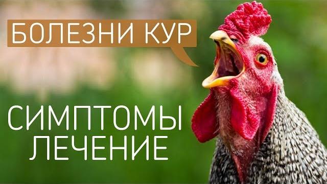 Самые частые болезни у кур: симптомы и лечение куриных заболеваний! (ветеринар павел шкурманов) Самые частые болезни у кур: симптомы и лечение куриных заболеваний! (ветеринар павел шкурманов)