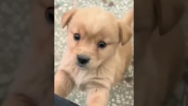 #shortsviral #funnyamit 8273shortsviral #comedyvideos #vira#comedykingamit #entertainment#viralvideo #shortsviral #funnyamit 8273shortsviral #comedyvideos #vira#comedykingamit #entertainment#viralvideo