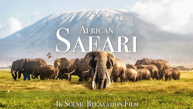 African safari 4k - scenic wildlife film with african music African safari 4k - scenic wildlife film with african music