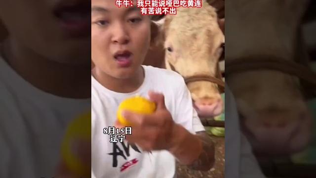 牛馋主人吃的柠檬,伸舌头舔想吃,主人便喂给了它。结果酸得口水流成了河 牛馋主人吃的柠檬,伸舌头舔想吃,主人便喂给了它。结果酸得口水流成了河