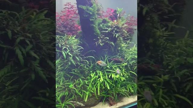 Радужница боэсманаmelanotaenia boesemani #аквариум #aquarium #mashabloom #машаблюм #аквариумистика Радужница боэсманаmelanotaenia boesemani #аквариум #aquarium #mashabloom #машаблюм #аквариумистика