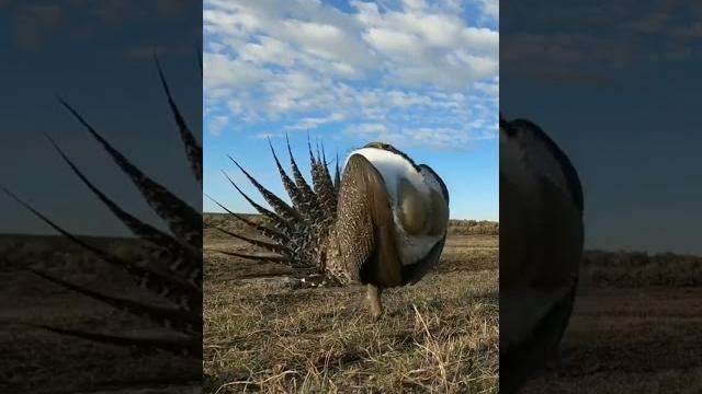 Greater sage-grouse.шалфейный тетерев. Greater sage-grouse.шалфейный тетерев.