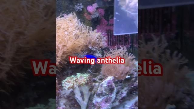 Coral reef saltwater tank with waving anthelia #coralcolor #anthelia #fish #coraltank #reef Coral reef saltwater tank with waving anthelia #coralcolor #anthelia #fish #coraltank #reef