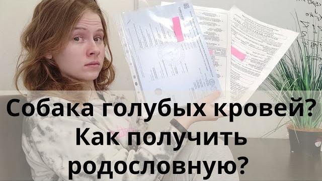 А вы знаете, как оформить родословную и зачем она нужна? как купить родословную для собаки? А вы знаете, как оформить родословную и зачем она нужна? как купить родословную для собаки?