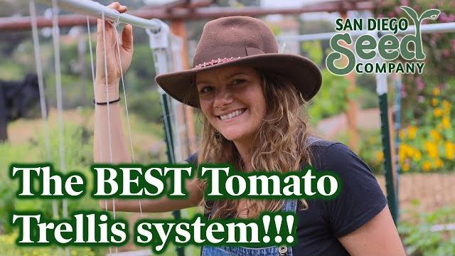 Don't bother growing tomatoes any other way! this trellis system is the best and cheap. Don't bother growing tomatoes any other way! this trellis system is the best and cheap.