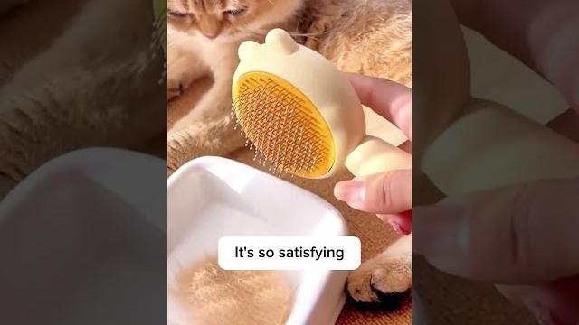 3 reasons why i absolutely hate this cat brush 3 reasons why i absolutely hate this cat brush