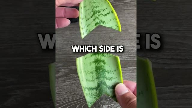 How to propagate a sansevieria “snake plant” How to propagate a sansevieria “snake plant”
