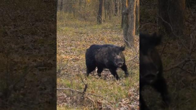 Охота на кабана: тени леса. #huntinglife #hunting #wildboar #hunter #shorts #subscribe #hoghunting Охота на кабана: тени леса. #huntinglife #hunting #wildboar #hunter #shorts #subscribe #hoghunting