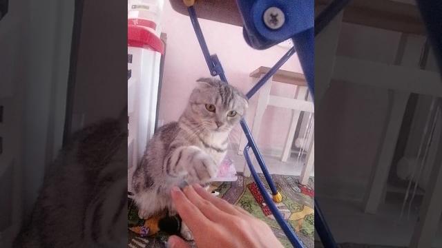Кто угадает что за порода? #рекомендации #cat Кто угадает что за порода? #рекомендации #cat
