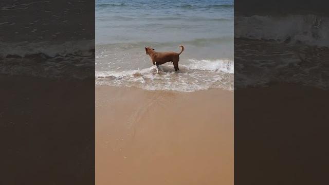 Summer effect #shorts #goa #sea #incredibleindia #funnyvideo #india #summer #travel #viral #dog Summer effect #shorts #goa #sea #incredibleindia #funnyvideo #india #summer #travel #viral #dog