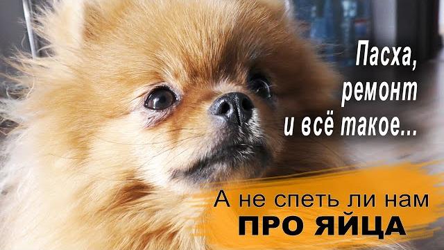 Померанский шпиц и страшный пылесос, дела житейские, поездка в юргу, шпиц бэлла ревнует, ремонт Померанский шпиц и страшный пылесос, дела житейские, поездка в юргу, шпиц бэлла ревнует, ремонт