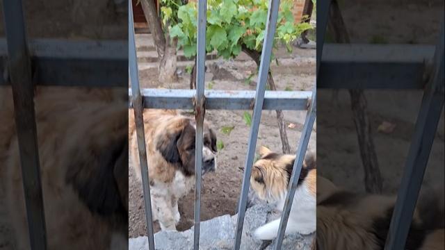 Рыжая кися обзор Рыжая кися обзор