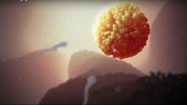 Fertilization Fertilization