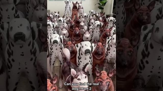Can you find the real dog? #shorts Can you find the real dog? #shorts
