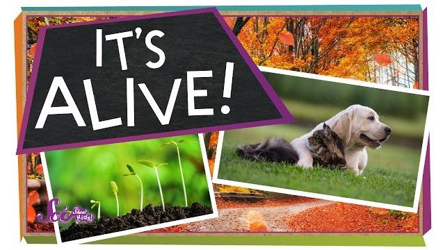 What makes something "alive"? | biology for kids What makes something "alive"? | biology for kids