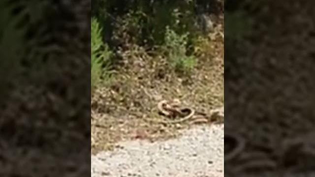 Yılanların çiftleşmesi mating of snakes #mating of animals#sex #porno#keşfetteyiz#mix #youtubeshorts Yılanların çiftleşmesi mating of snakes #mating of animals#sex #porno#keşfetteyiz#mix #youtubeshorts