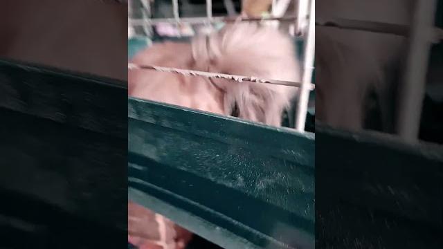 Don't boop the bunny! Don't boop the bunny!