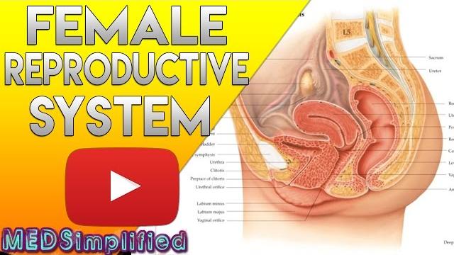 Female reproductive system made easy - organs & functions Female reproductive system made easy - organs & functions