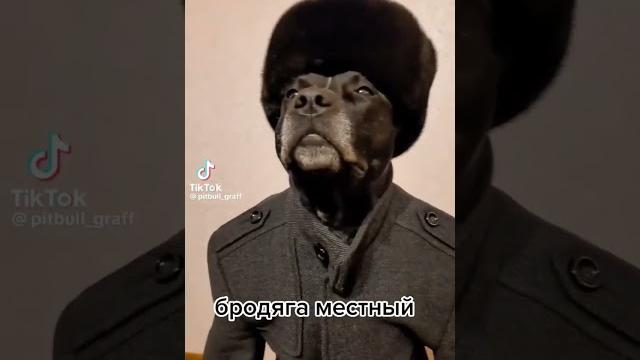 Капс арена пëсик # канал Капс арена пëсик # канал