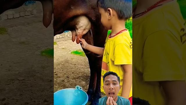 Peras susu sapi Peras susu sapi