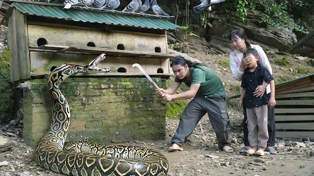 Giant python attacks my baby pigeons' nest, stream fishing, cooking, farm life, survival alone Giant python attacks my baby pigeons' nest, stream fishing, cooking, farm life, survival alone