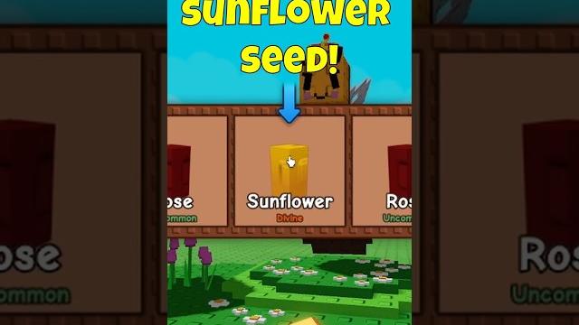 How to get sunflower seed in grow a garden How to get sunflower seed in grow a garden