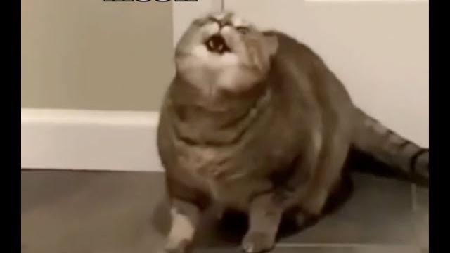 When the catnip hits pt. 2 When the catnip hits pt. 2